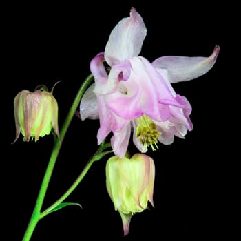 Beautifully presented and photographed florals in the Studio.