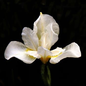 Beautifully presented and photographed florals in the Studio.