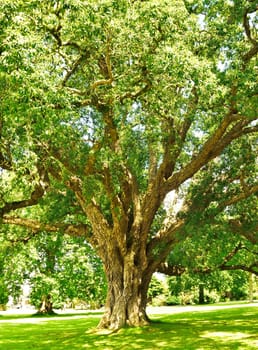 Woodland makes up a large percentage of countryside and the display of forest and individual trees a wonder to behold.