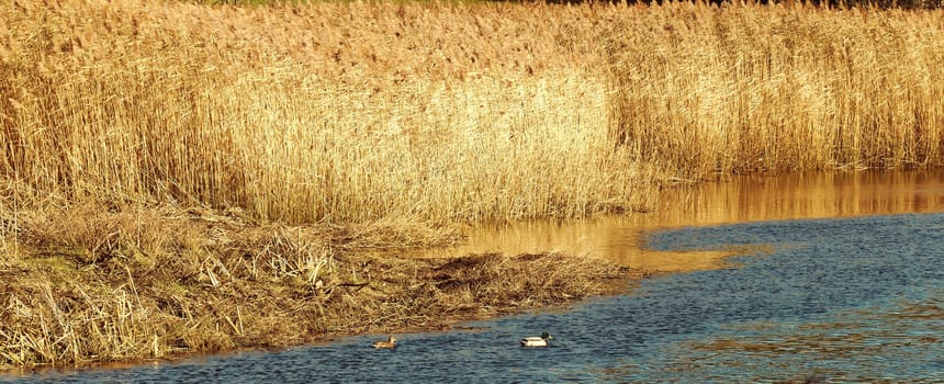 Autumn along the river bank, golden coloured reeds and blue skies.
