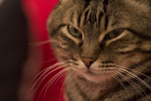 Portrait of tabby cat angry. Fotografía de Gema Ibarra. Prohibida su utilización para cualquier uso sin autorización.Todos los derechos reservados.