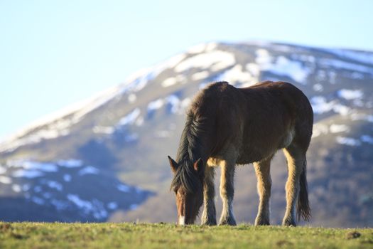 Horse feeding and snow mountain at background.