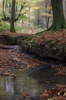 Beech forest in Gorbea Natural Park