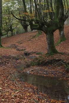 Beech forest in Gorbea Natural Park