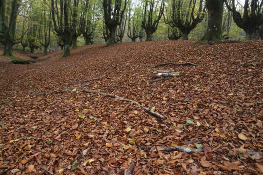 Beech forest in Gorbea Natural Park