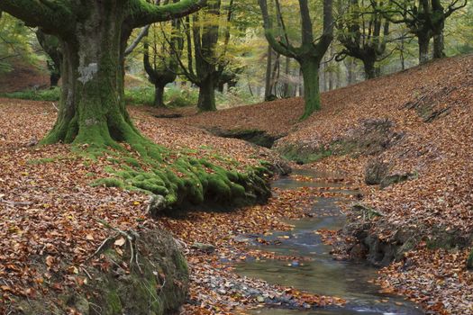 Beech forest in Gorbea Natural Park