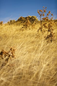 Sunny day in a field.