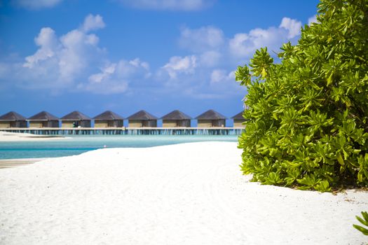 Beach in Maldives. In the right of the frame there is a beautiful bright green bush, at background out of focus, there is a line, on the horizon, of bungalows over the water.