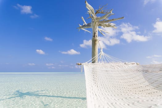 Hammock hold by white tree in a shallow and clear sea.