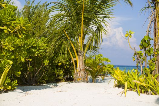 Path to the Paradise. Small Path of Sand with Vegetation at Side which leads to a beautiful colorful beach.