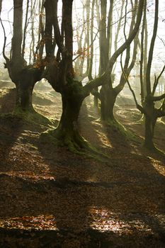 Beautiful Light in the Morning in the Fall