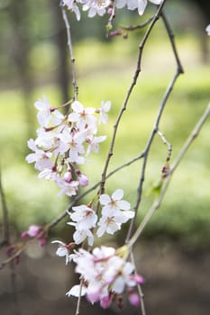 Beautiful cherries in a tree during the spring in Japan.