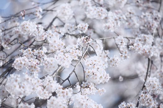 Spring Sakura Blossoms in branches.