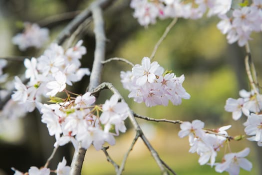 Beautiful cherries in a tree during the spring in Japan.