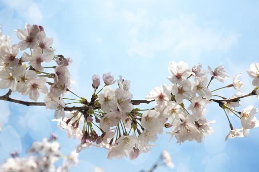 Beautiful sakura growing in a branch during spring.