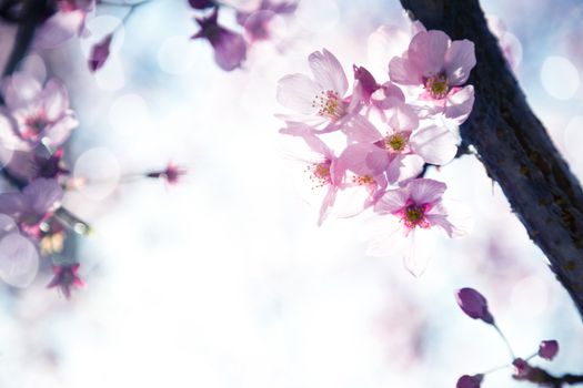 Beautiful sakura growing in a branch during spring.