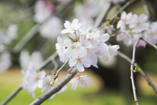 Beautiful cherries in a tree during the spring in Japan.