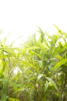 Bright plants with beautiful llight through them.