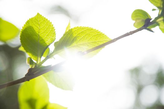 Bright plants with beautiful llight through them.