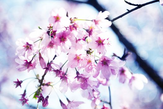 Beautiful sakura growing in a branch during spring.