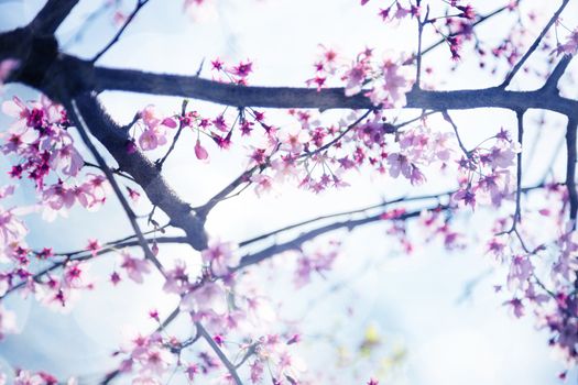Beautiful sakura growing in a branch during spring.