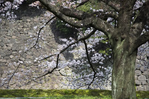 Cherry tree in a garden.