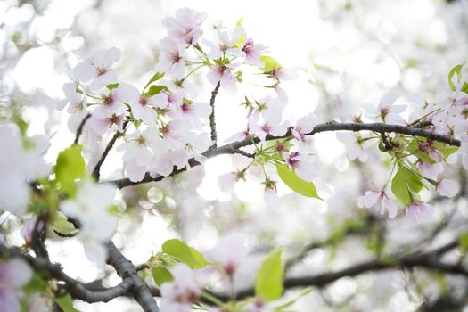 Beuatiful cherry blossom in the tree during the spring in Japan.