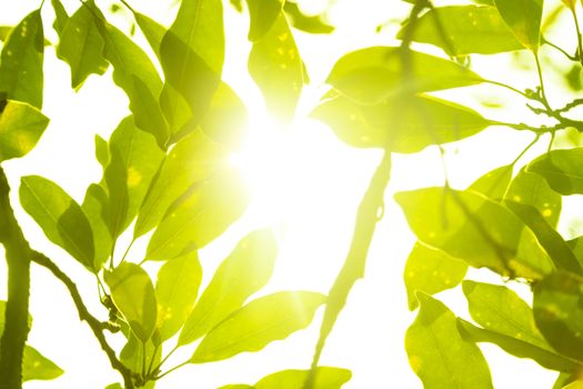 Bright plants with beautiful llight through them.