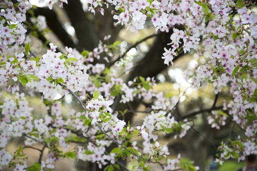 Beuatiful cherry blossom in the tree during the spring in Japan.