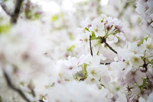 Beuatiful cherry blossom in the tree during the spring in Japan.