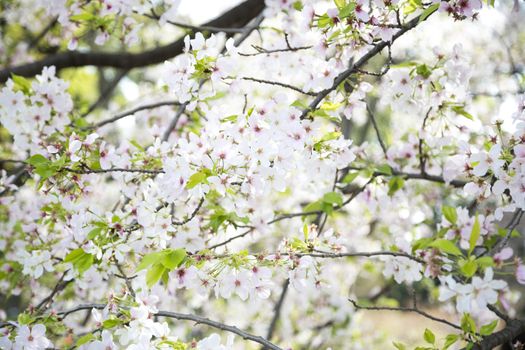 Beuatiful cherry blossom in the tree during the spring in Japan.