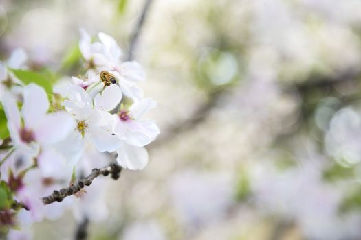 Beuatiful cherry blossom in the tree during the spring in Japan.