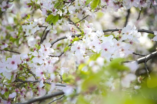 Beuatiful cherry blossom in the tree during the spring in Japan.