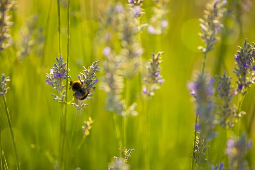 Bumblee in a field of lavender in the summer.