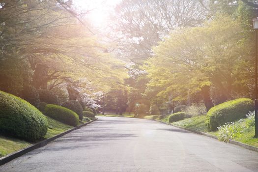 Beautiful day in the park in Japan.