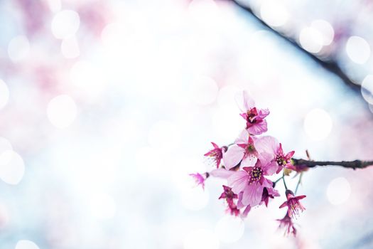 Beautiful sakura growing in a branch during spring.