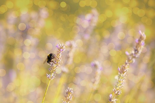 Bumblee in a field of lavender in the summer.