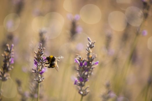 Bumblee in a field of lavender in the summer.