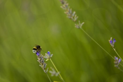 Bumblee in a field of lavender in the summer.