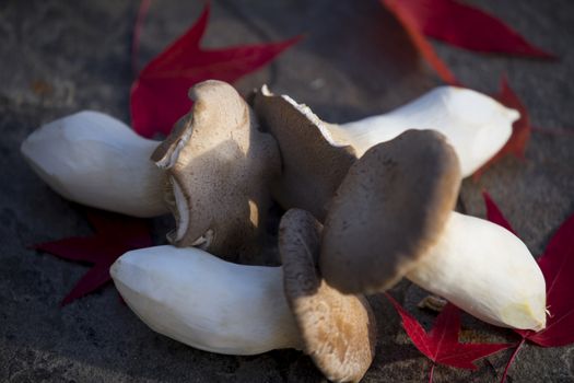 Mushrooms with red maple leaves all over in a black tile.