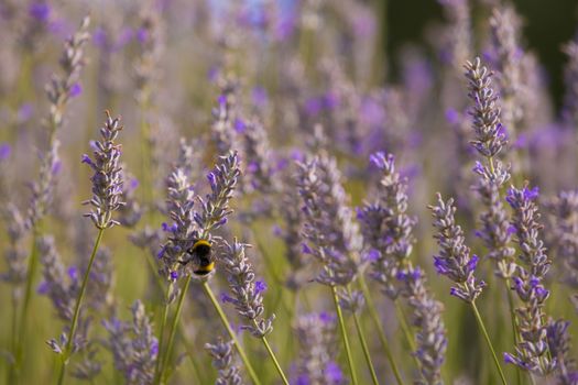 Bumblee in a field of lavender in the summer.