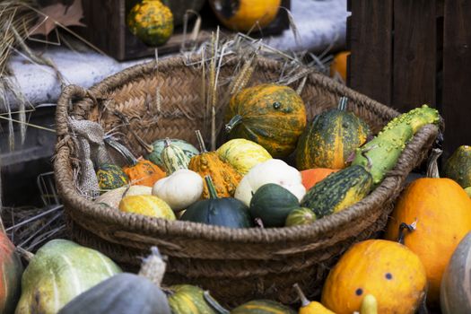 Fall harvest background with different pumpkins sizes and colors.