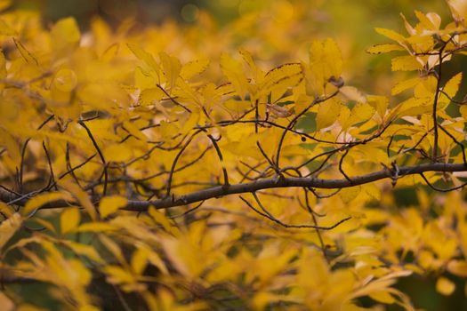 Branch with yellow leaves in a park during the fall.