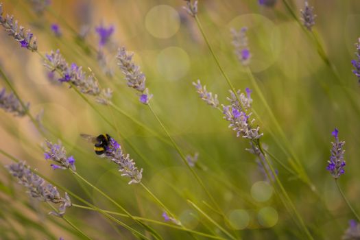 Bumblee in a field of lavender in the summer.