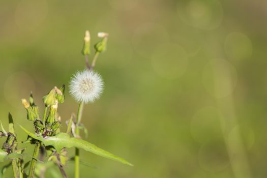 Dandelion seeds against a beautiful green background during the autumn in the day