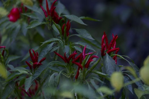 Beautiful chili pepper plant before gathering during the fall.