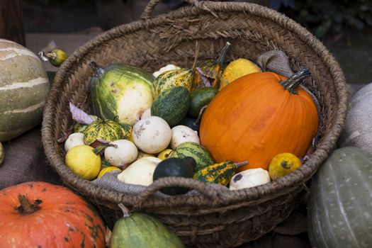 Fall harvest background with different pumpkins sizes and colors.