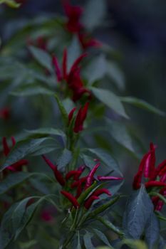 Beautiful chili pepper plant before gathering during the fall.