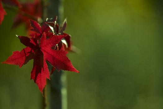 Beautiful red evergreen branch