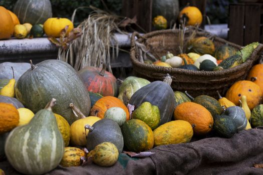 Fall harvest background with different pumpkins sizes and colors.